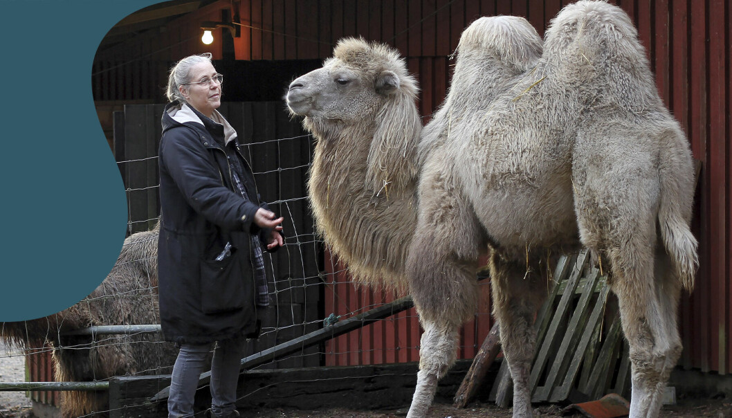 Susanne och kamelerna