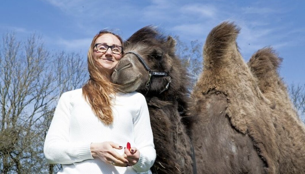 Kamelen Judit tillsammans med matte Anna-Carin