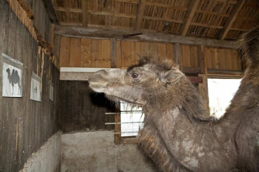 Judit kan särskilja en bild på en kamel från andra bilder på djur. Hon tittar noga och går sedan fram till bilden på kamelen och lägger läpparna på den. Kamelen Judit vet vilken djurbild hon ska pussa på: den med kamelen.
