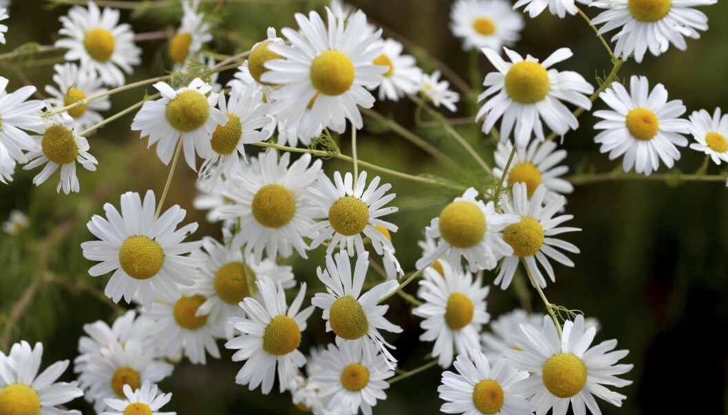 Kamomill förgrenar sig väl och ger många blommor. I antikens Egypten dyrkades blomman mer än andra örter för sina helande egenskaper och var helgad åt solen. Kamomill förgrenar sig väl och ger många blommor. I antikens Egypten dyrkades blomman mer än andra örter för sina helande egenskaper och var helgad åt solen.