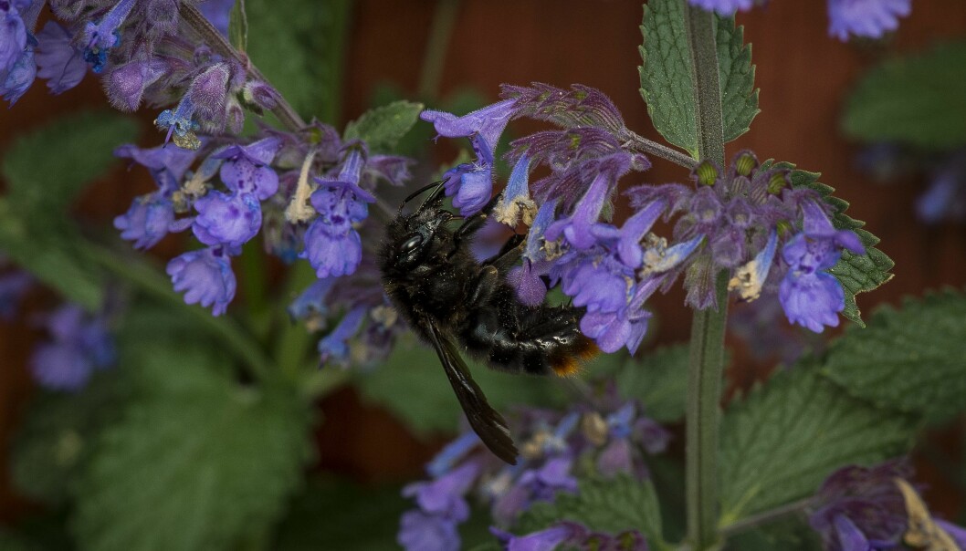 Kantnepeta med en humla.