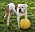 Hunden Kaos, en amerikansk bulldog. Han står vid en gul boll.