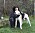Sofia kramar om sin amerikanska bulldog Koas i trädgården.