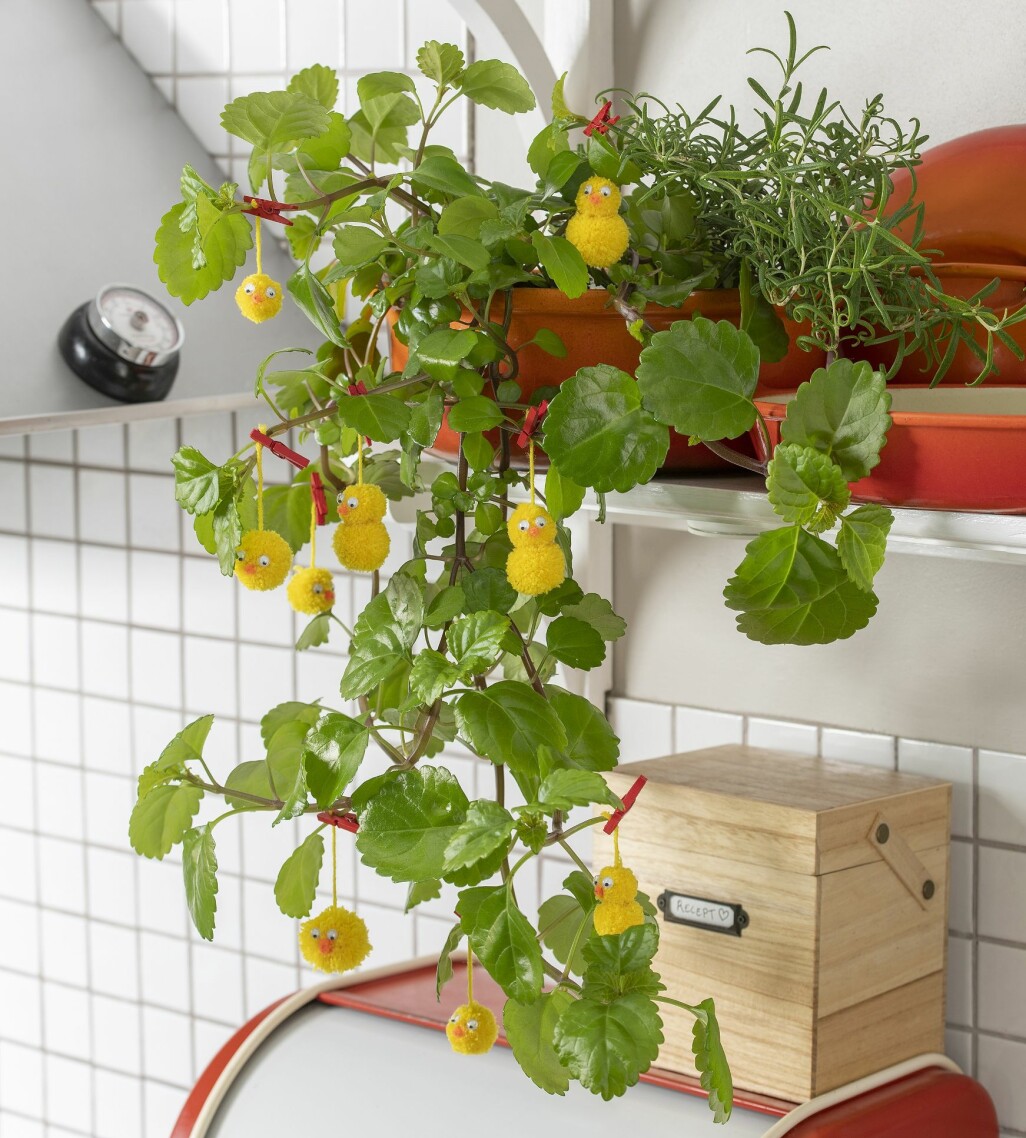 Karlbergare planterad med rosmarin med söta små kycklingar på band.