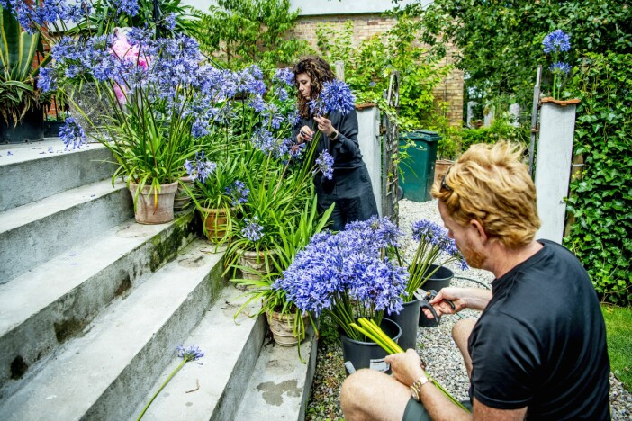 Vad göra när agapantusplantorna inte blommar tillräckligt? Jo pimpa med massor av snittblommor! Vännerna Anna-Karin och Henrik Andershed har hjälpt Karl Fredrik förr. Anna-Karin och Henrik Andershed pimpar en trappa med blåa snittblommor.