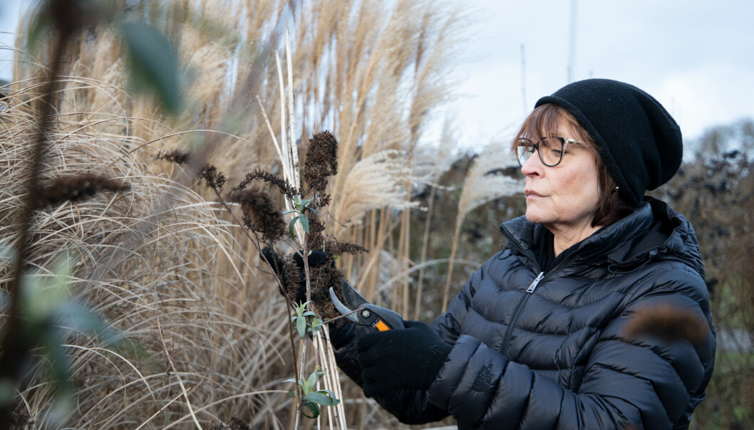 Det var här, i den egna trädgården, som Katharina upptäckte att något var väldigt fel en dag 2016. Det blev upptakten till de senaste årens isolerade tillvaro. Katharina Berggren beskär buskar i sin trädgård i Helsingborg.