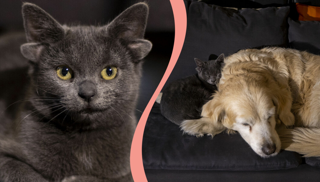 Till vänster, kattungen Midas, till höger, Midas med en golden retriever som också bor i hushållet.