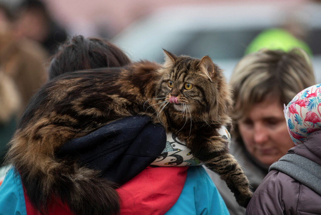 katt på flykt