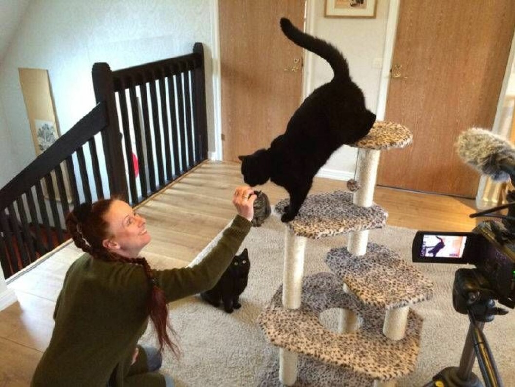I vilket sammanhang låter katten som den gör och varför? Med filmade ”intervjuer” går det att para ljuden till situationer. Bild: Lars Gustafsson Forskare kartlägger katternas språk