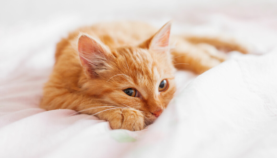 Kattunge med orange täckning ligger på täcke i sängen.