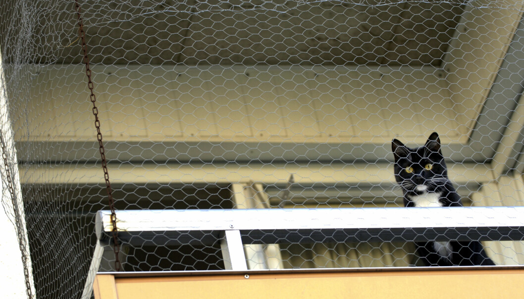 På en kattsäker balkong kan katten njuta av svalka morgnar och kvällar. Foto: TT Katt på balkong