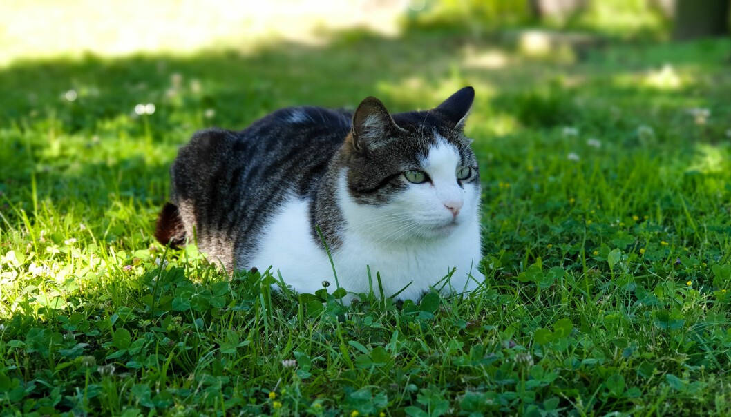 Katten bör ha tillgång till skugga och svalka både ute och inne. Foto: TT Katten vill ha skugga varma dagar