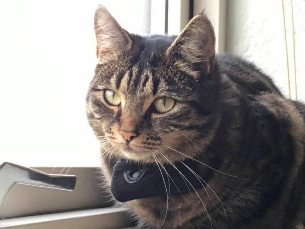 Eftersom katter sällan står still för att bli intervjuade har de mikrofoner i halsbandet som spelar in deras läte. Bild: Susanne Schötz Katten Vimsan bidrar till forskningen om katters språk