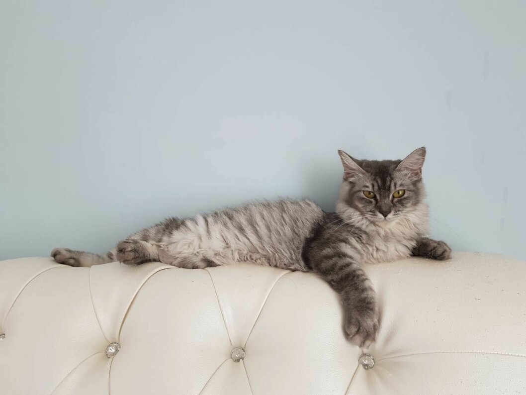 Allt ska vara på Drottningens villkor. Katt med personlighetstyp Drottningen