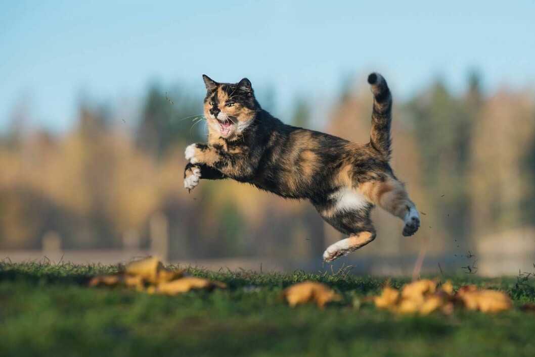Pajasen är en trygg och glad individ. Katt med personlighetstyp Pajasen