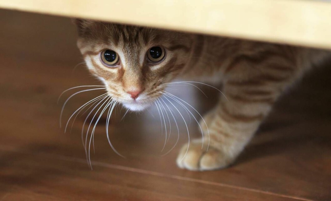 Den känsliga katten behöver mycket stöd och kärlek. Katt med personlighetstyp Känslig