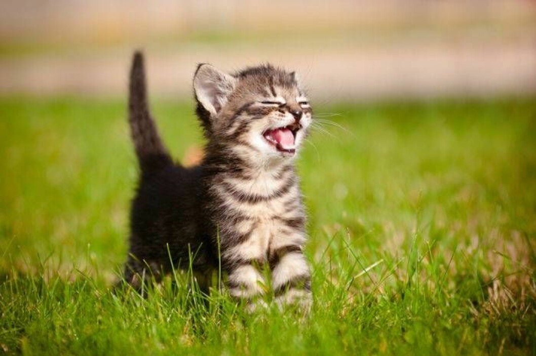 Foto: Shutterstock/TT en kattunge på en gräsmatta