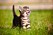 en kattunge på en gräsmatta