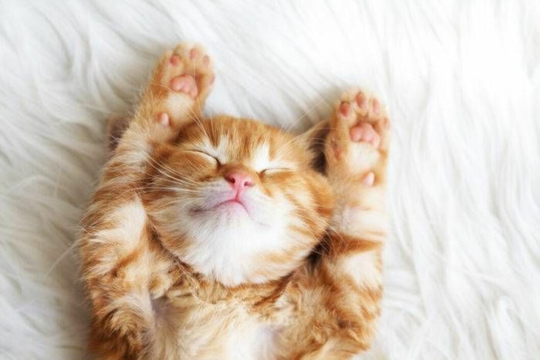 Foto: Shutterstock/TT kattunge ligger på fäll