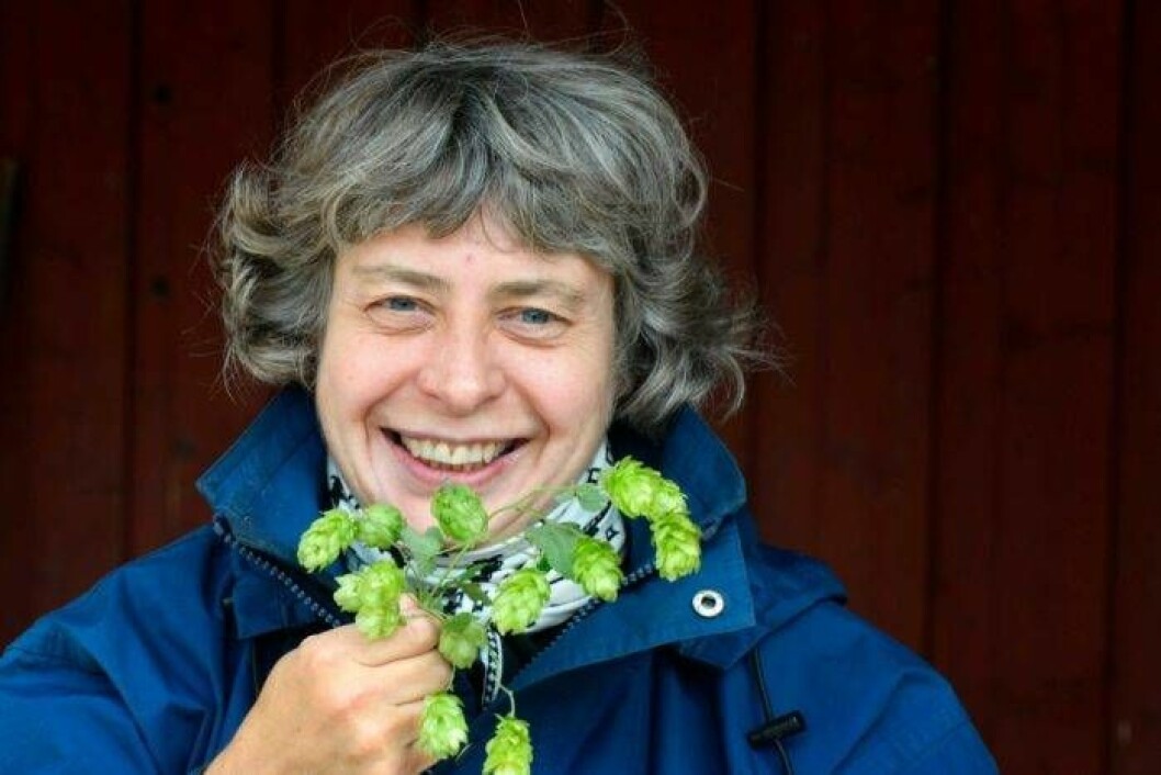 Humlen kräver ganska mycket skötsel, men experten Kirsten Jensen kan ge tips på hur man gör för att lyckas. Foto: Annika Karlbom Humlen kräver ganska mycket skötsel, men experten Kirsten Jensen kan ge tips på hur man gör för att lyckas.
