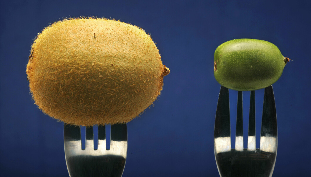 Till vänster en gaffel med en stor kiwi. Till höger en minikiwi på en annan gaffel. Mörkblå bakgrund.