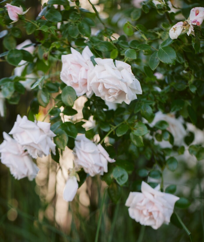 Klätterrosen 'New Dawn' är en riktig långblommare, börjar vid midsommar och fortsätter långt ut på hösten. Klätterrosen 'New Dawn'.