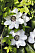Klematis, Miss Bateman, med vita blommor.