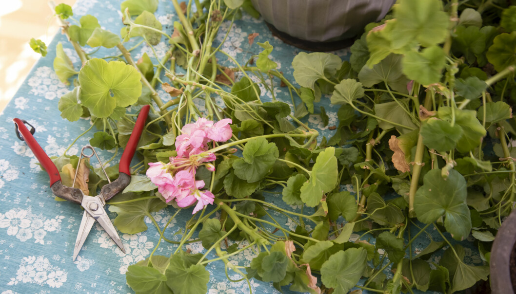 Ibland har pelargonerna hunnit börja blomma innan beskärningen. Ta mod till dig och klipp bort dem – en beskuren pelargon kommer att ge dig så många fler. Ibland har pelargonerna hunnit börja blomma innan beskärningen. Ta mod till dig och klipp bort dem – en beskuren pelargon kommer att ge dig så många fler.