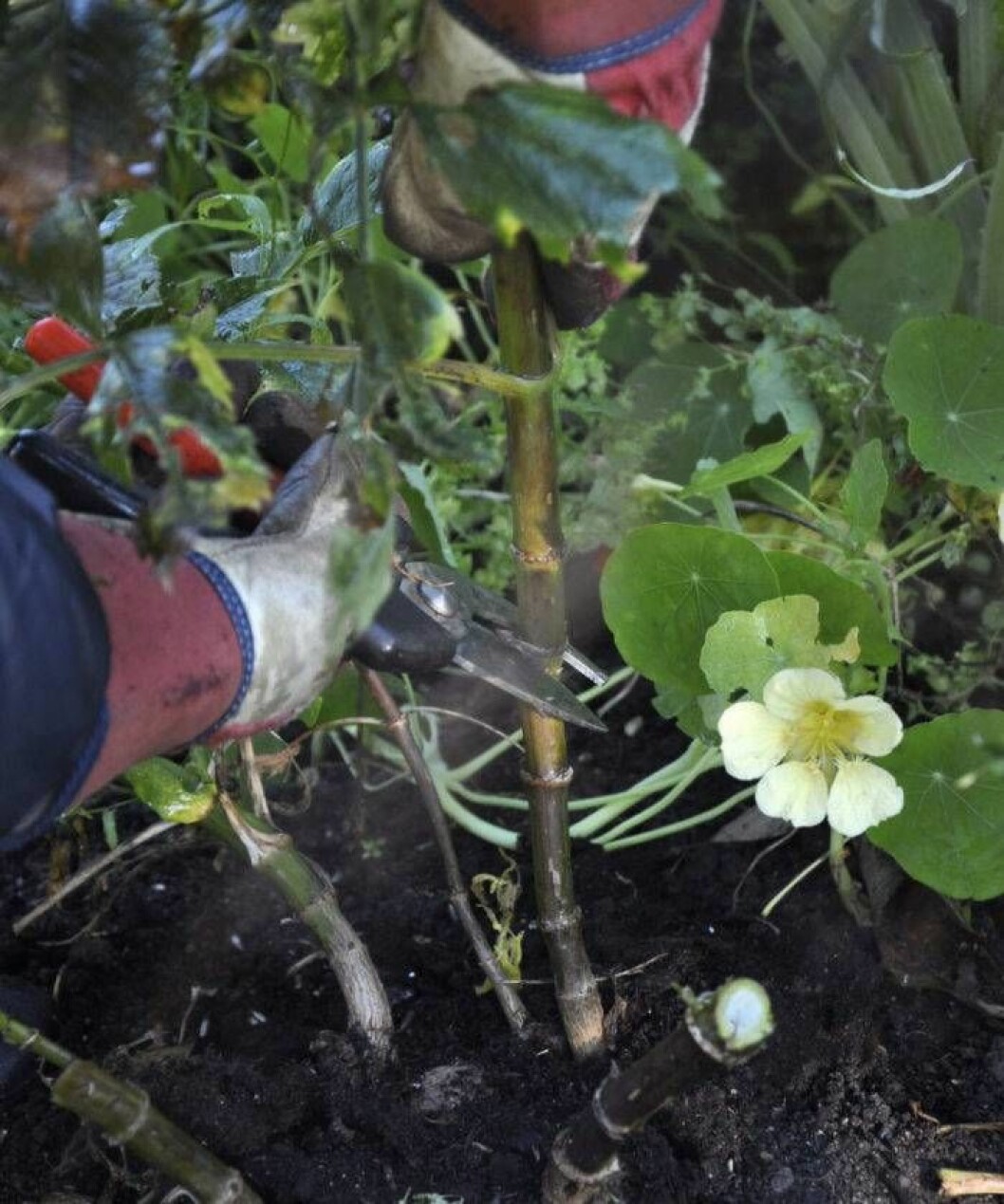 Foto: Anni Andreasson När frosten riskerar komma – släng en fiberduk eller ett lakan över dahliorna så klarar du dem kanske ett litet tag till. Klipp annars av de blommor som är kvar till buketter.