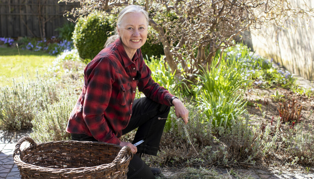 Anni Jähde visar hur du klipper din lavendel för blomning och förökar den med sticklingar.SSS