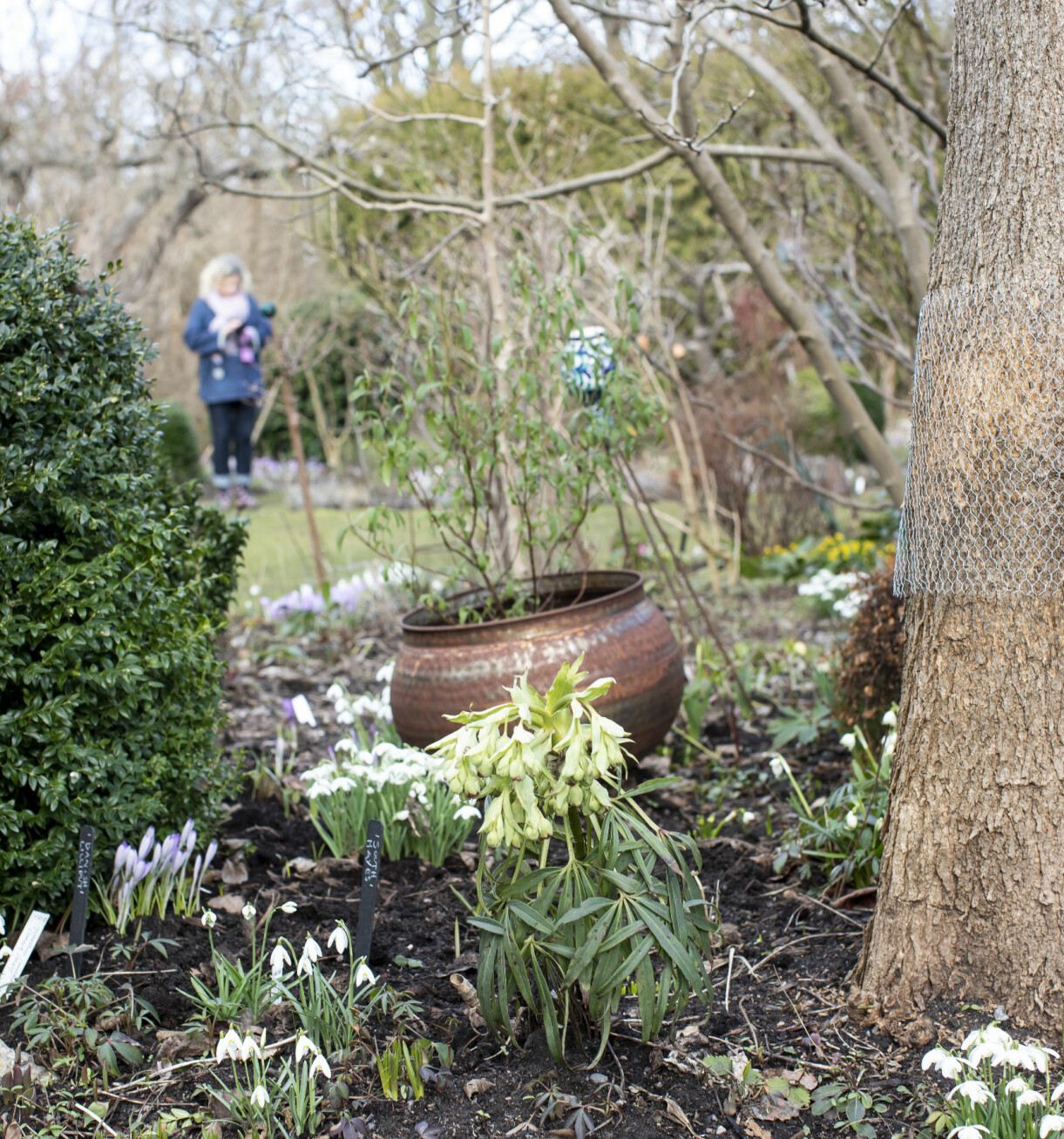 En klockjulros, <em>Helleborus foetidus, </em>omgiven av snödroppar, krokus och fler vårlökar är på gång. Julrosor och snödroppar tittar upp i Gunnel Carlsons trädgård.