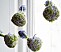 Kokedama med hyacinter hängande i fönster.