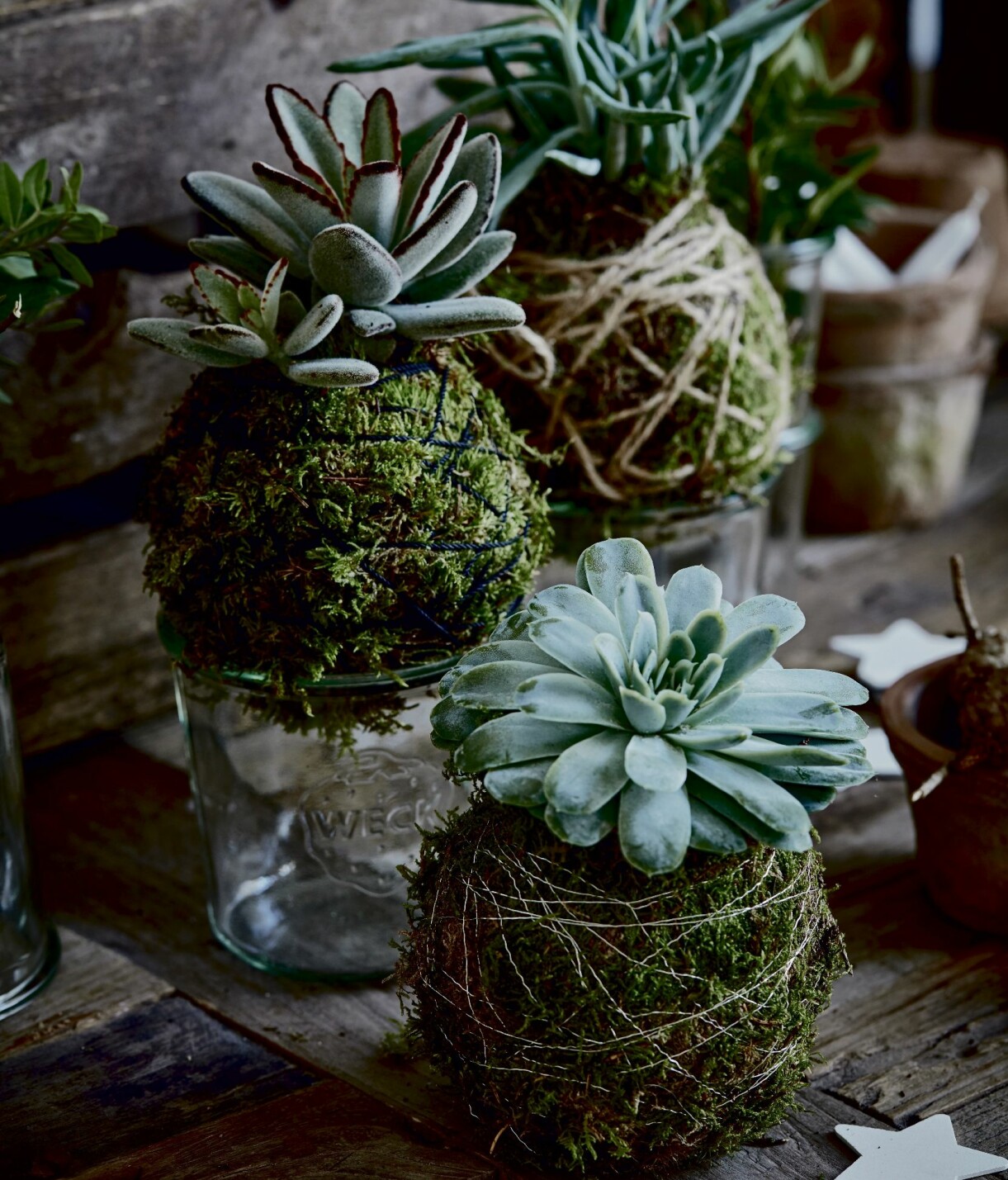 Gör flera mossbollar så blir effekten större. Kokedama – mossbollar – med succulenter.