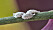 Närbild på ett gäng koschenillsköldlöss som odlas för att användas som färgämne i bland annat livsmedel och godis.