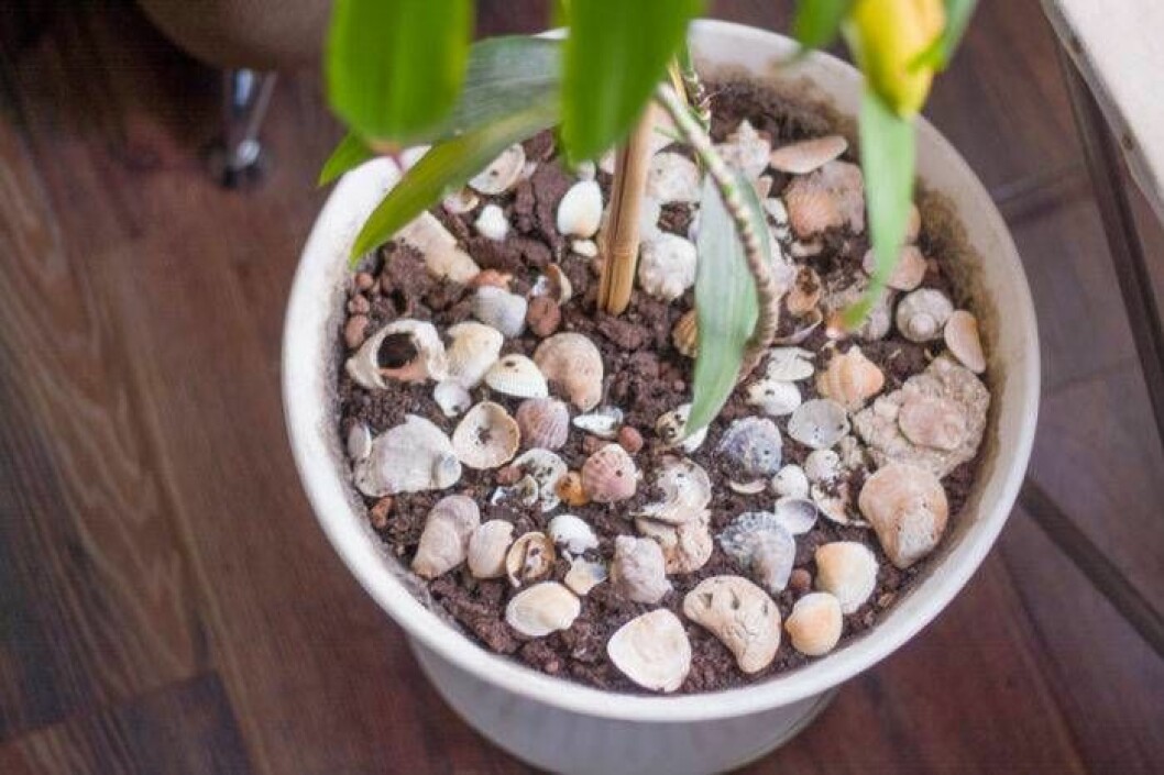 Dekorera med snäckskal – snyggt och praktiskt! Foto: Shutterstock/IBL Bildbyrå Snäckskal är väldigt snyggt i krukor.