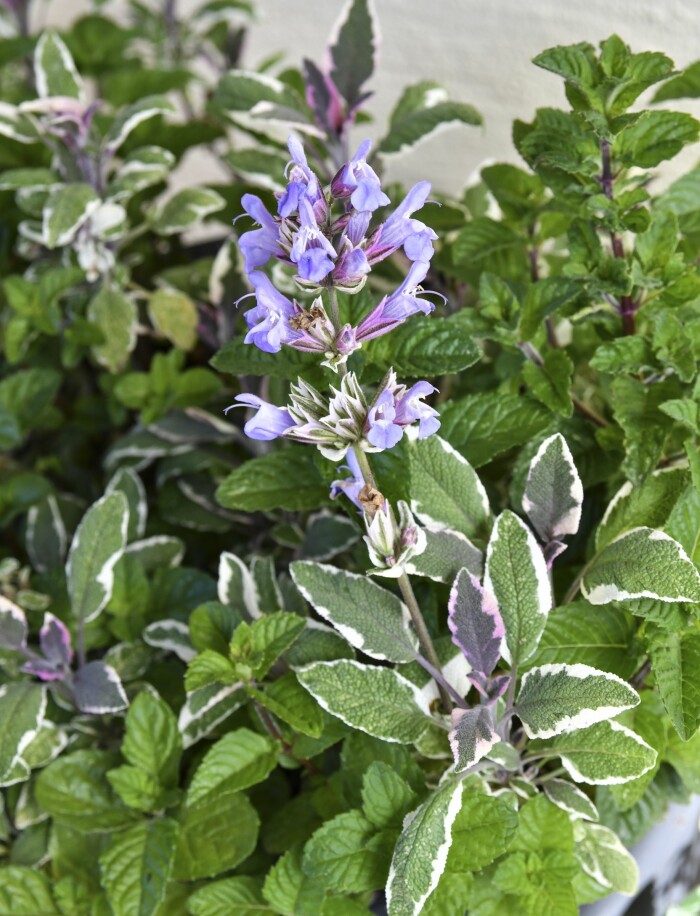 Kryddsalvia och mynta trivs i kruka liksom de flesta kryddörter. Här den vackra brokbladiga salvian 'Tricolor' med mynta 'Berries and Cream Mint' som har en rund god mintsmak. Kryddsalvia och mynta trivs i kruka.