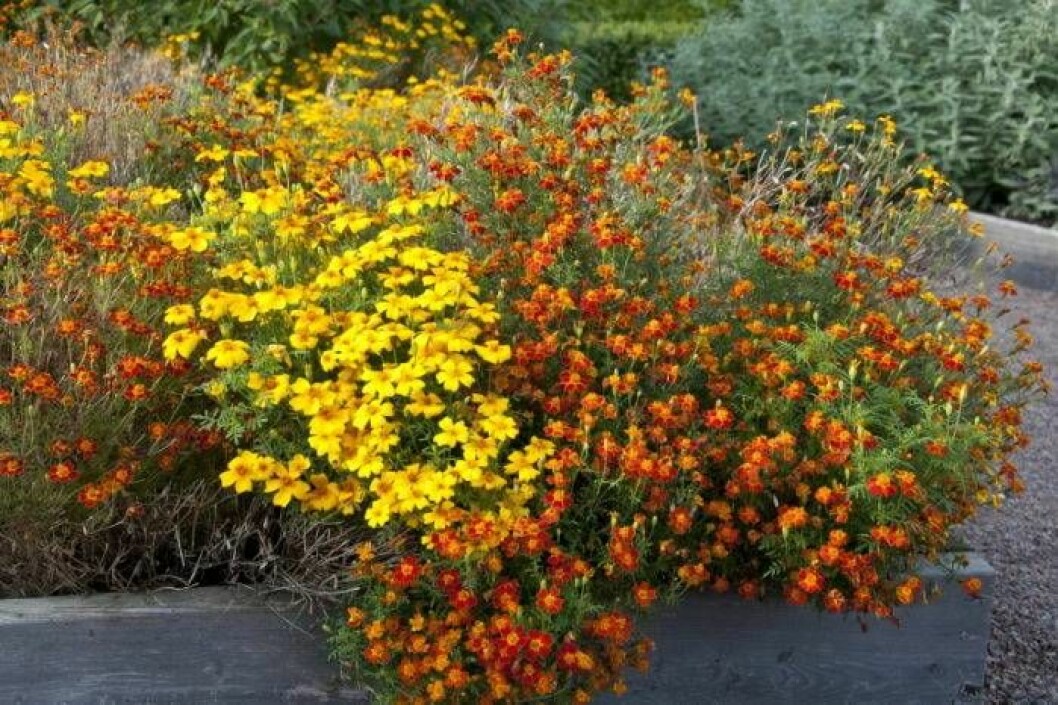Tagetes i krydd- eller kökslandet ger lång blomning.