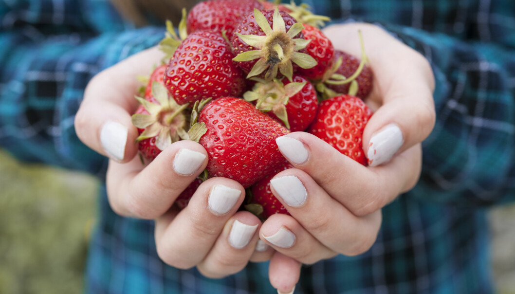 Många av landets odlare är i behov av arbetskraft som kan hjälpa till att plocka och skörda bär och andra grödor. Foto: Shutterstock/TT Kvinna som håller jordgubbar i sina händer.