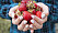 Kvinna som håller jordgubbar i sina händer.