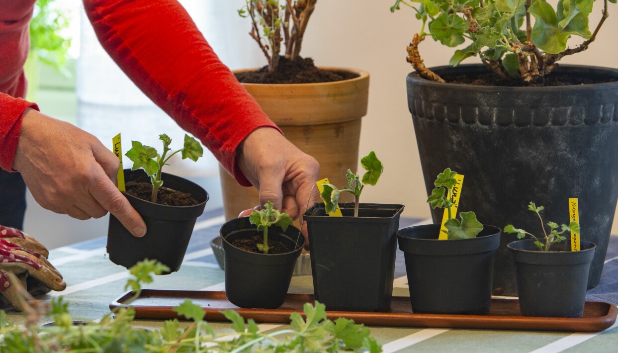 Ta sticklingar nu och njut av underbar blomning i sommar. Kvinna tar sticklingar av pelargoner.