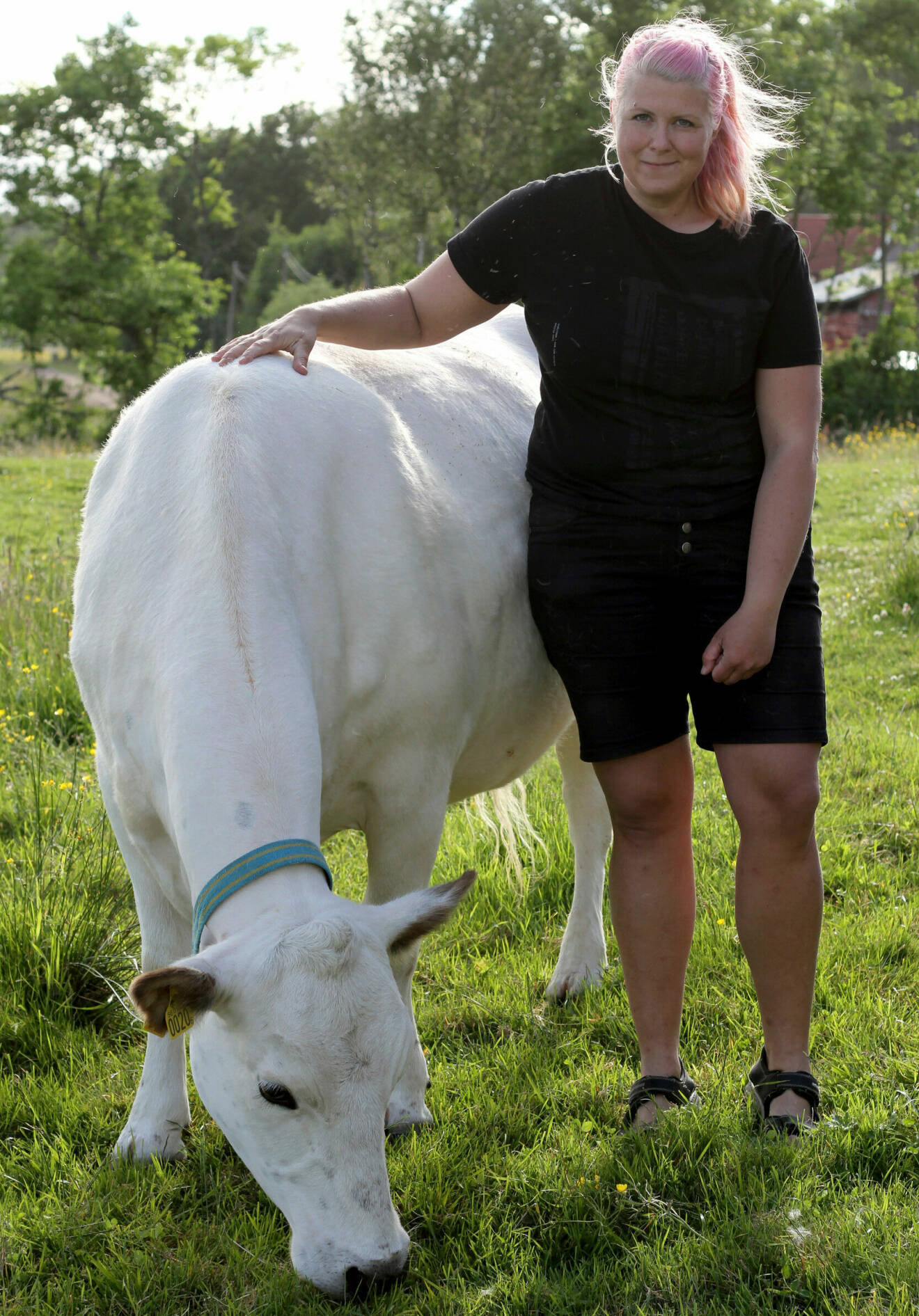 Kvinna med en vit ko.