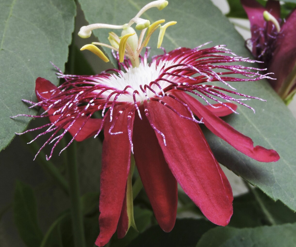 Den röda passionsblomman 'Red Margaret'.