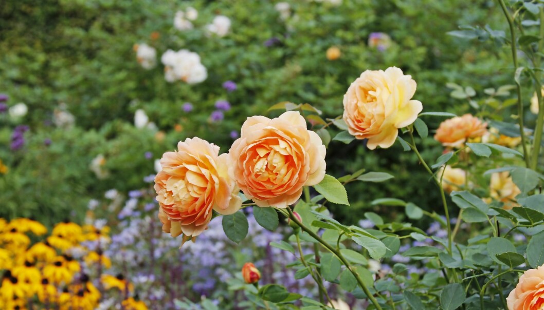 Austinrosen Lady of Shalott.