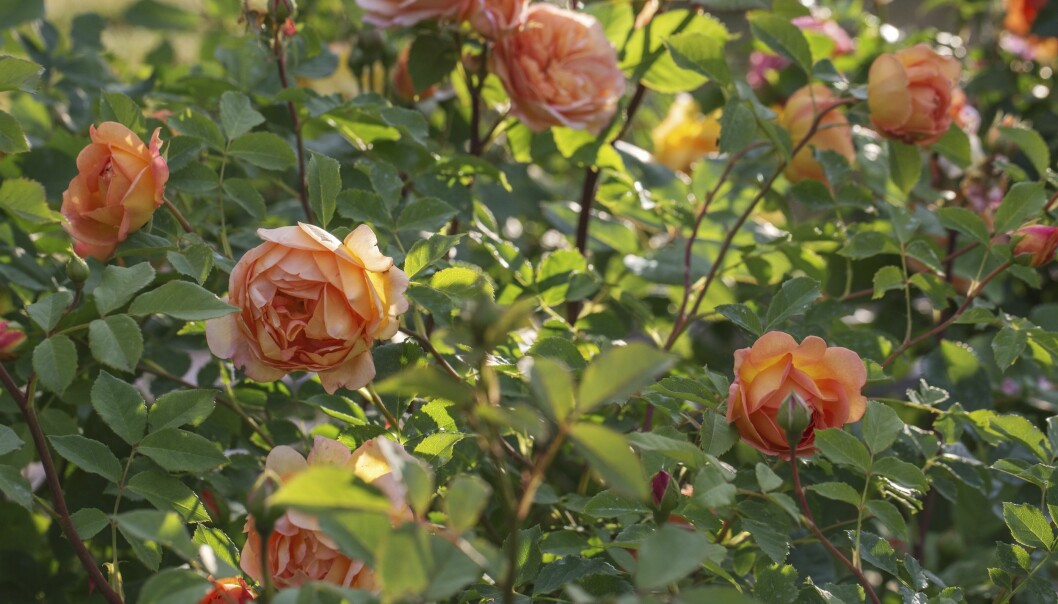 Den starkväxande rosen 'Lady of Shalott'.