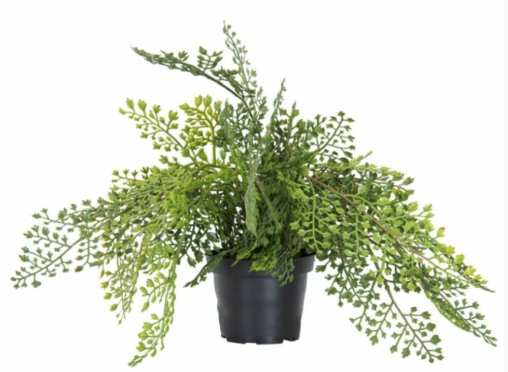Krukväxt Adiantum liknar en ormbunke med vilt växtsätt. Konstväxt.