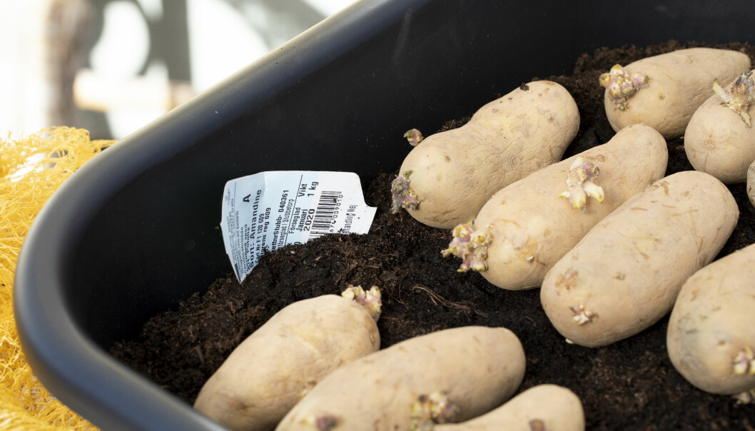 Stoppa ner etiketten i tråget så du inte glömmer vilken sorts potatis det är. Stoppa ner etiketten i tråget så du inte glömmer vilken sorts potatis det är.