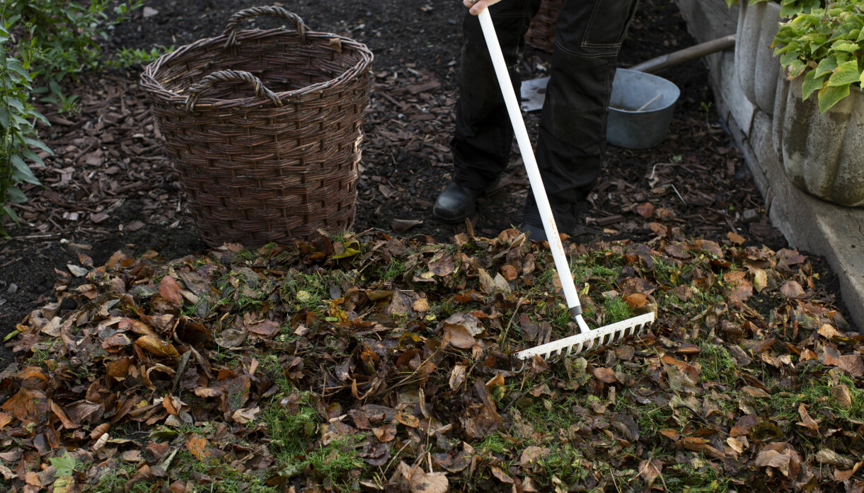 Ett lager löv över jämnar ut temperaturen som ju kan variera kraftigt under vintern. Anni Jähde täcker planterade vitlöksklyftor med jord och gräsklipp.