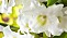 Längst in i orkidéns svalg övergår det vita i en ljus limefärg.