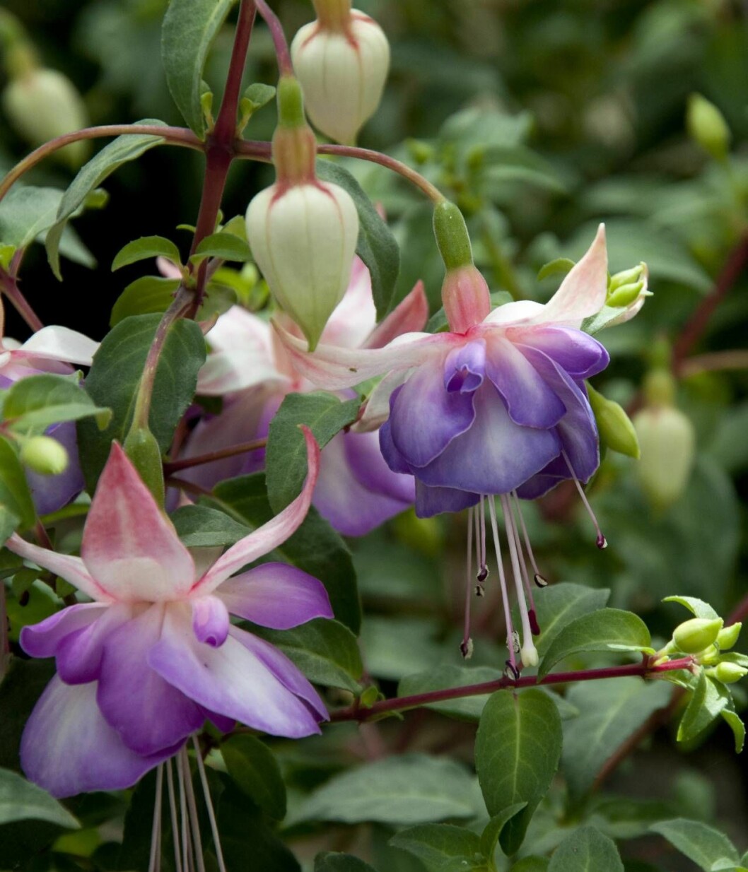 Tjusig fuchsia. Fuchsia