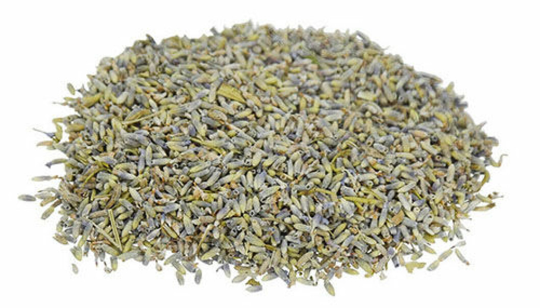 Torkad lavendel passar perfekt att fylla doftpåsen med. Klicka på bilden för att komma direkt till den. Lavendel